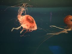 -福州罗源湾海洋世界旅游区