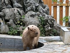 -合肥野生动物园