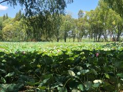 -洪湖生态旅游区