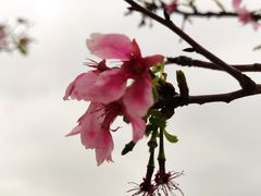 -天适樱花悠乐园