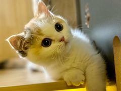 -momokira米努特·德文卷毛猫·棉花面纱犬