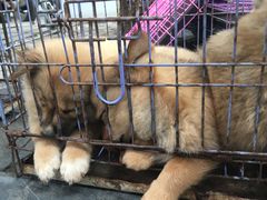 -桂林市花鸟市场