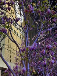 -北京嘉里大酒店·宴会厅婚宴·户外婚礼·生日宴