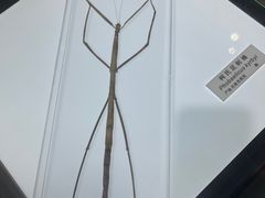 -上海昆虫博物馆