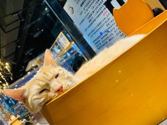 -藏猫猫咖啡主题馆(中央大道店)