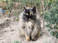 -瑞派·关忠动物医院·猫专科·犬专科(三环新城店)
