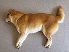 -喜柴咖啡·柴犬狗咖