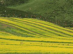 -扁都口生态休闲旅游区
