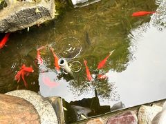 -呼吸森林·生态农庄农家乐私房菜