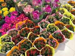 -双季花艺园艺市场(浦东店)