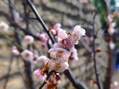 -草庵摩尼教遗址公园