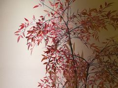 -小茶闲舍·观景商务茶馆(广州塔店)