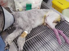 -伟伟宠物医院·CT影像中心·瑞派犬猫综合性门诊(汉口总院)