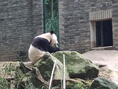 -都江堰中华大熊猫苑