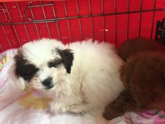 -桂林市花鸟市场