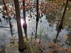 -昆山城市生态森林公园
