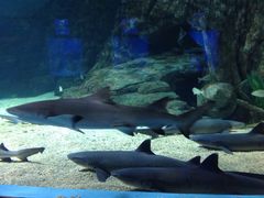 -常州海昌海洋探索馆