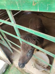 -萌宠亲子动物乐园(槐房万达店)