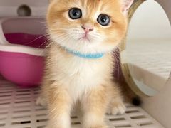 -lincat·猫舍(广州店)