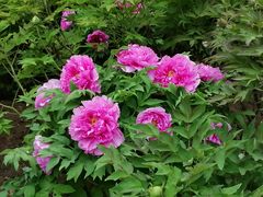 -莲花池公园