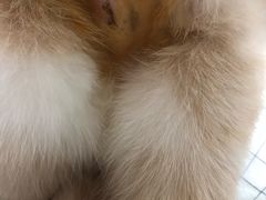 -瑞派名望志远动物医院·猫科·內科·异宠专科(直港大道店)