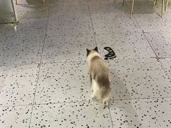 -喵喵咪呀布偶猫咖(春熙路店)