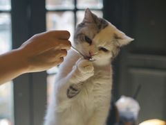 -猫色咖啡·猫咖