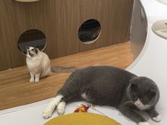 -COLOR PETS 撸猫馆·购猫·猫咖(长风大悦城店)