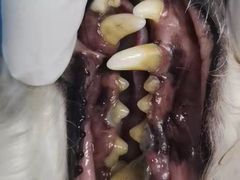 -博特宠物医院24h犬猫全科.骨科·异宠