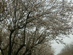 -傣妹火锅(狮子桥店)