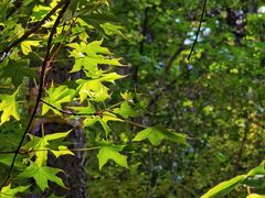 -北京西山国家森林公园