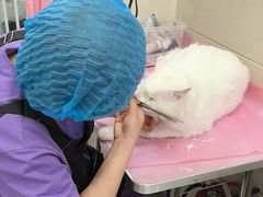 -北京观赏动物医院·24小时大型综合·猫专科·异宠专科