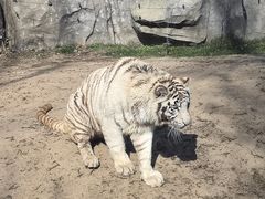 -北京野生动物园