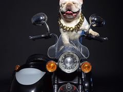 -超宠爱宠物摄影-Super pet