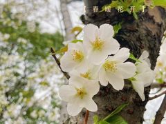-高东镇樱花园