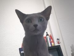 -琪喵猫屋·撸猫猫咖·猫舍