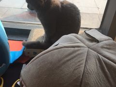 -吉丁鸟咖·异宠·寄养