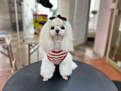 -鑫艺宠物美容培训学校