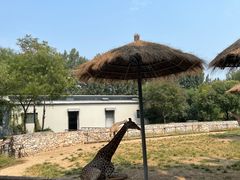 -北京野生动物园