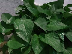 -马光荣肉丸糊辣汤(边东街店)