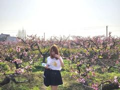 -南汇桃花村