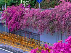 -深圳仙湖植物园