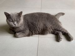 -柚子猫舍·精品猫舍购猫·猫咪认养·购宠·宠物店