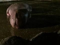 -清迈夜间动物园