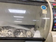 -瑞派宠物医院·CT影像中心·猫友好医院(奥城店)