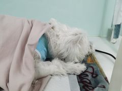 -达爱动物医院·犬猫分区·CT·复杂眼科(远洋山水分院)