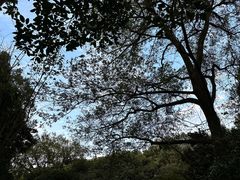 -杭州植物园