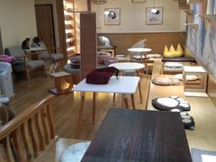 大堂-滚猫咖啡·猫咖·猫友好撸猫(未来城店)