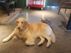 -百好乐宠物友好餐厅(朝外大街店)