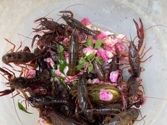 -同銮特种养殖场·龙虾垂钓